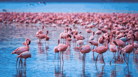 Lake Nakuru