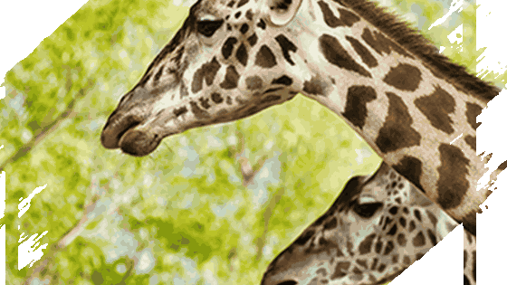 Nairobi National Park