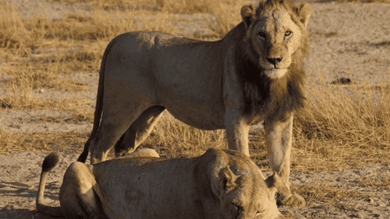 Guides Who Know The Wild
